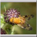 Xyphosia miliaria - Bohrfliege 10.jpg